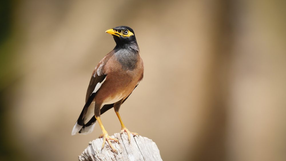 طائر المينا الهندي